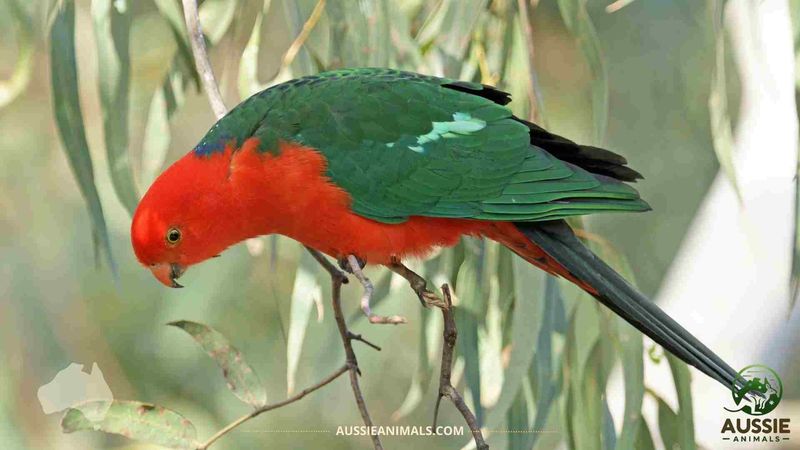 Australian King Parrot