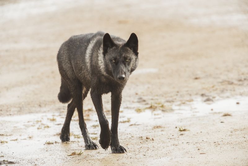 Hudson Bay Wolf (Canis lupus hudsonicus)