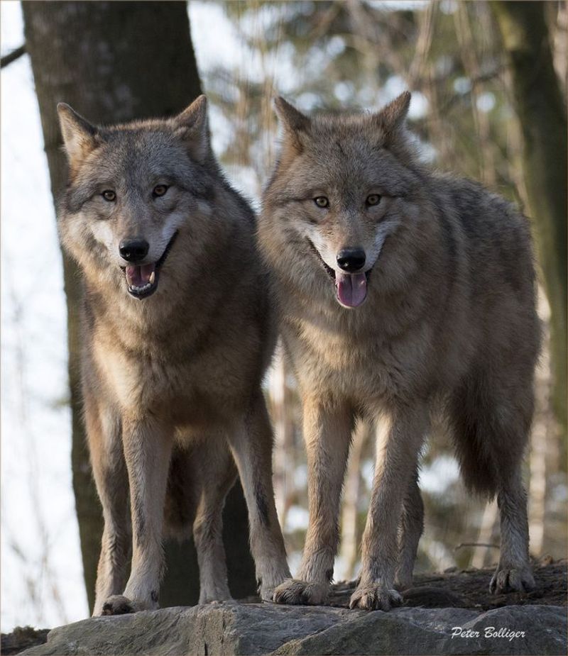 Mongolian Wolf