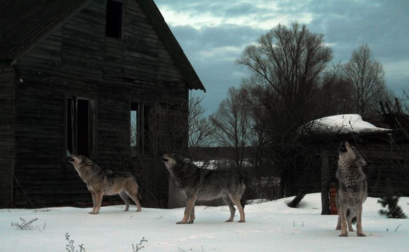 Grey Wolf