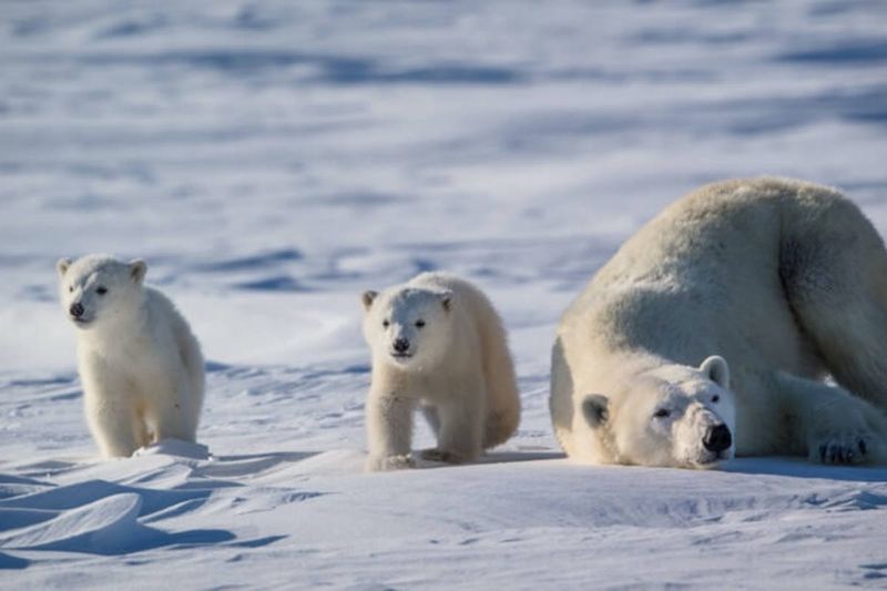 Polar Bear