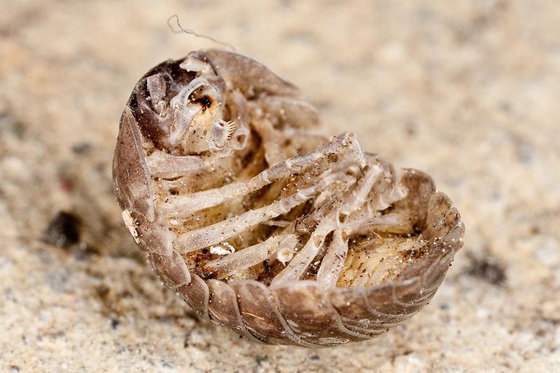 Pill Bug