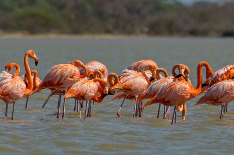 American Flamingo