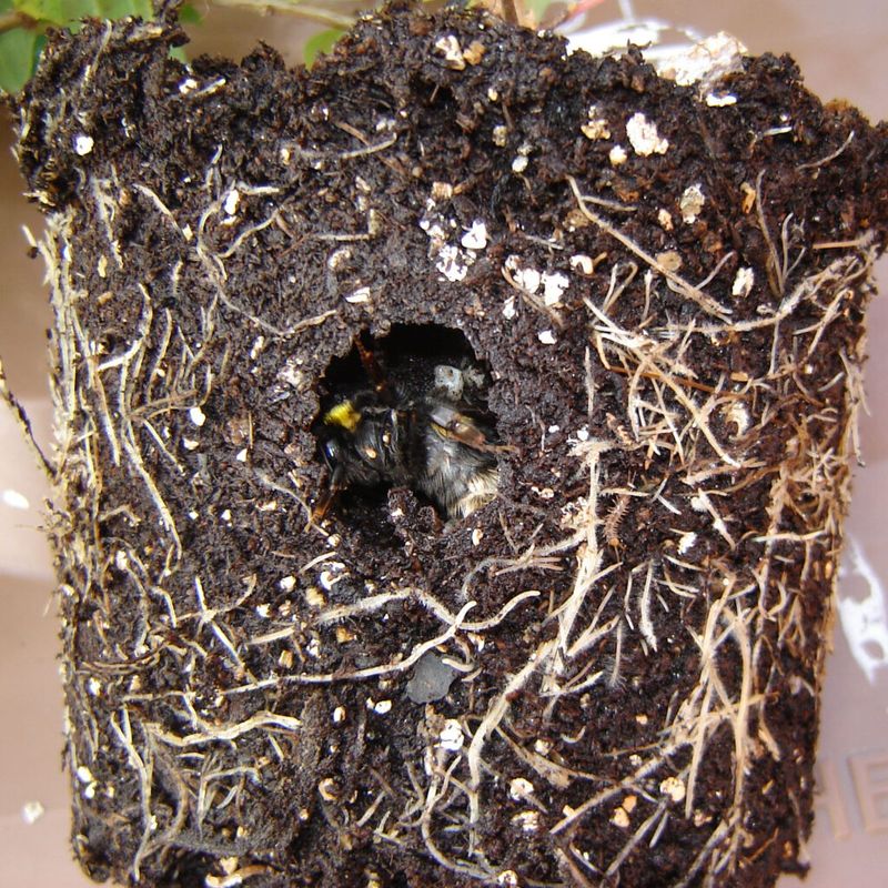 Bumblebee Queen