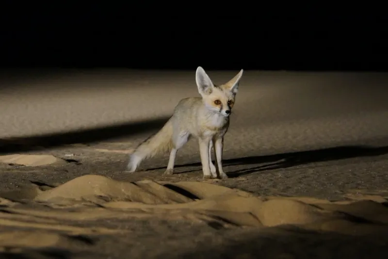 Fennec Fox