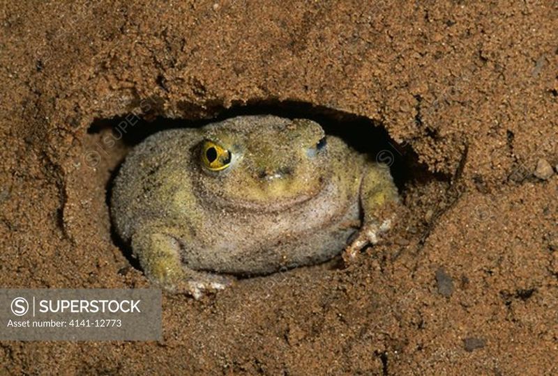 Spadefoot Toad