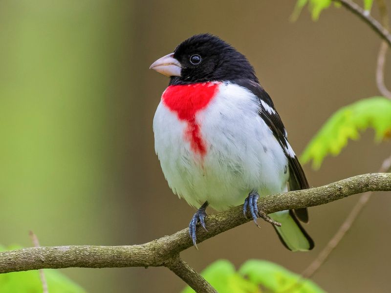 Rose-breasted Grosbeak