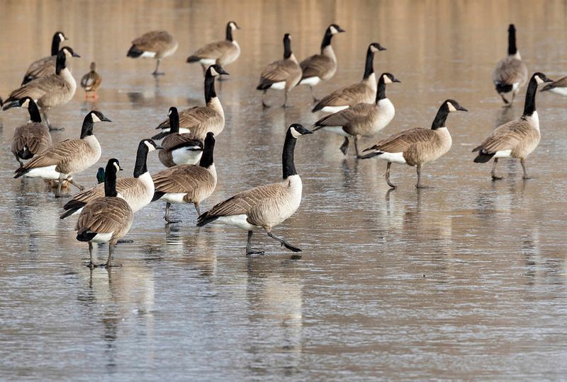 Canada Goose