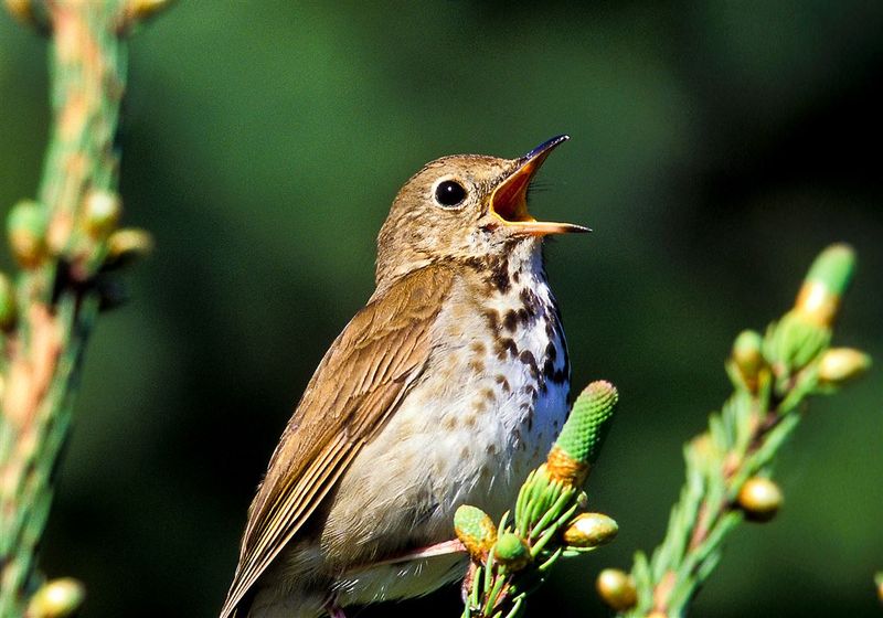 Hermit Thrush