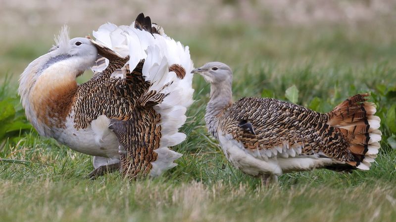 Great Bustards