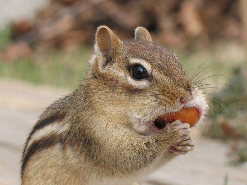 Nature's Perfect Nutcracker