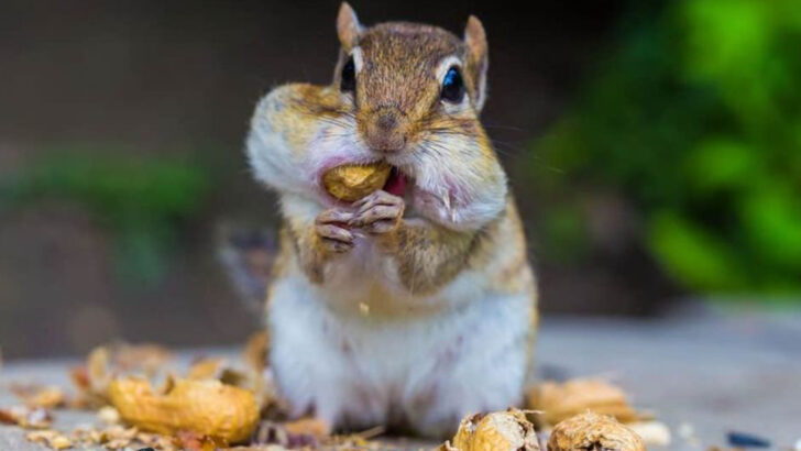 Everything You Didn’t Know About Chipmunk Teeth—And Why They Matter