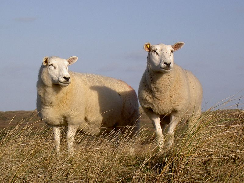 Distinctive Wool Characteristics