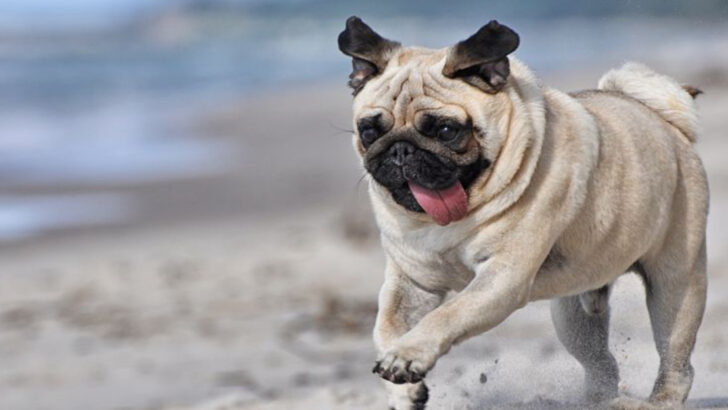 Experts Reveal the 27 Most Overrated Dog Breeds