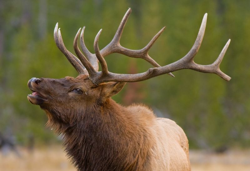 Roosevelt Elk