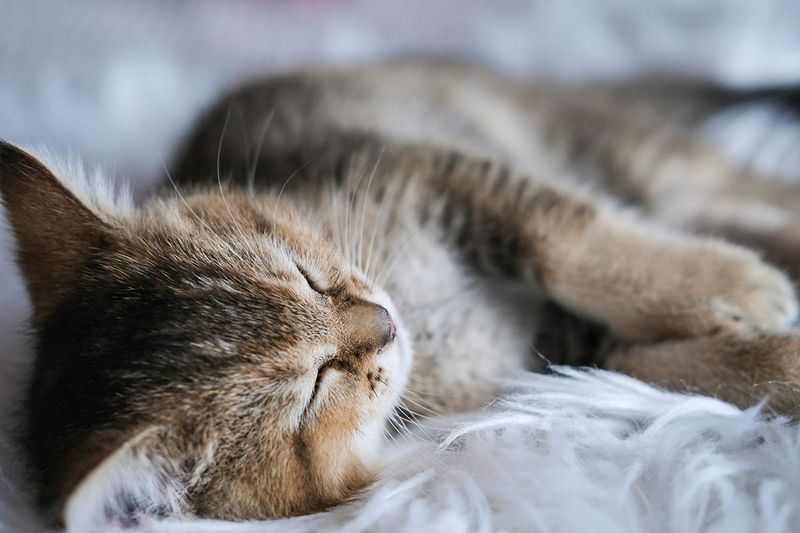 Purring in Sleep