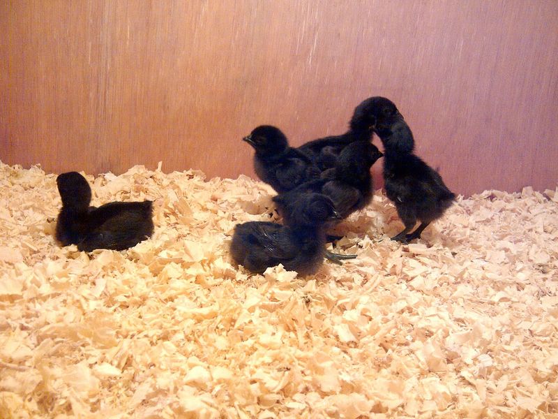Challenges in Breeding