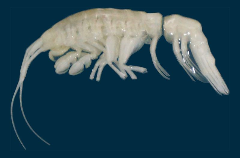 Deep-Sea Amphipod