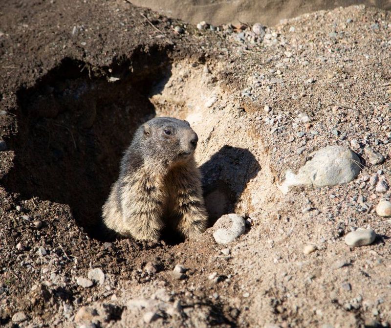 Alpine Marmot