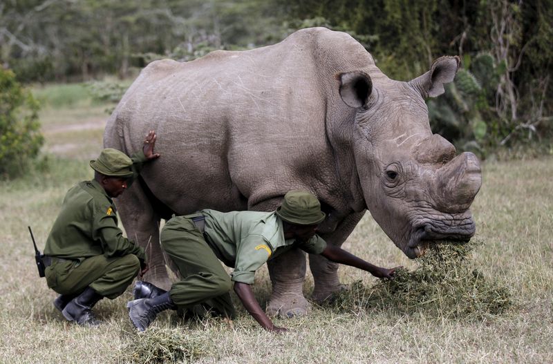Sudan - The Last Male