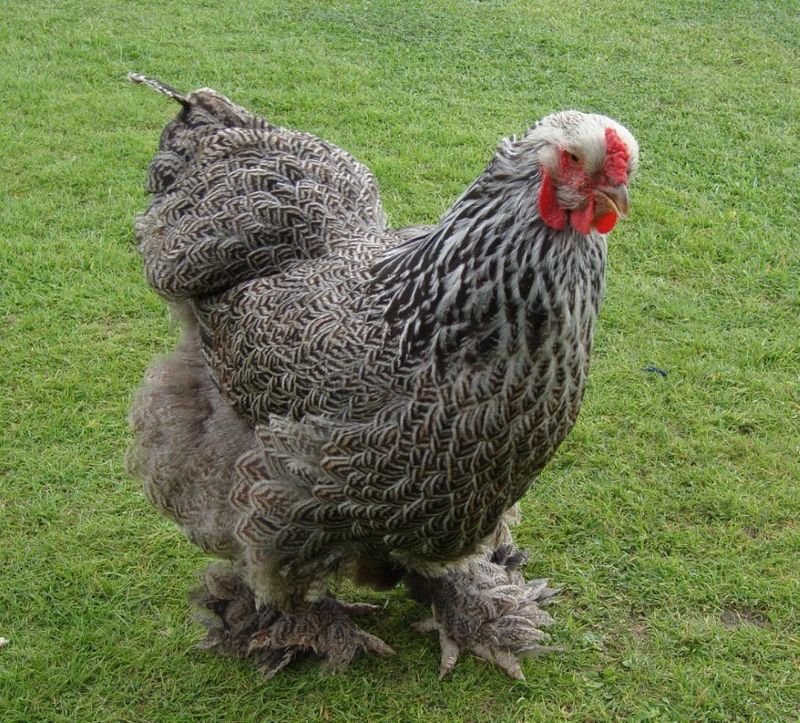 Brahma