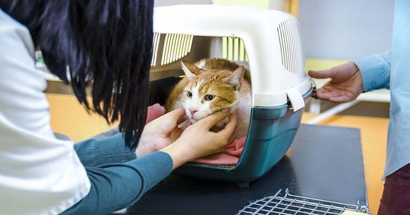 Veterinary Visits