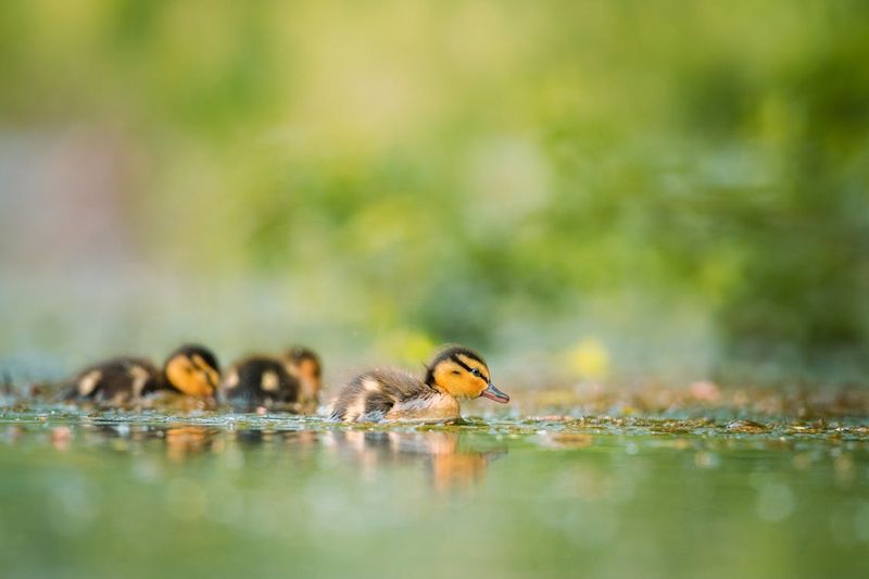 Duckling