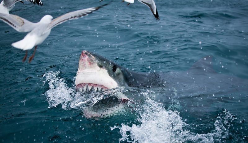 Sharks