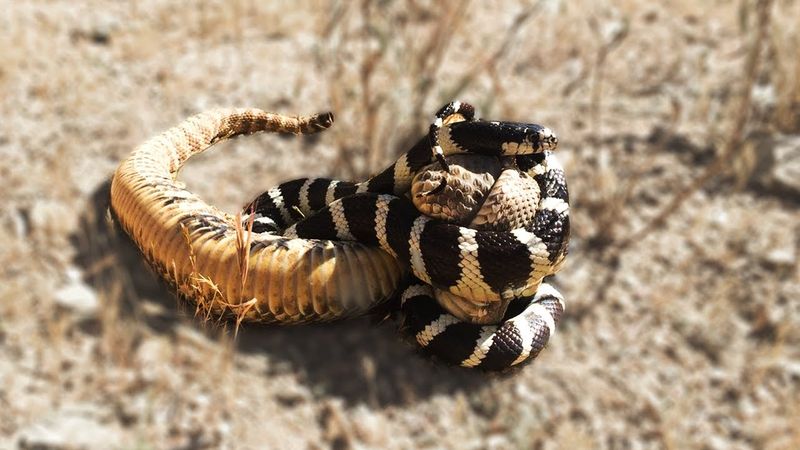 Kingsnake