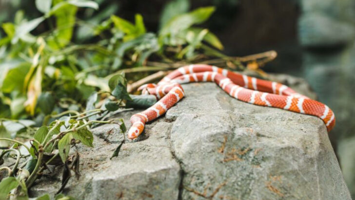 Feared and Hated—But These 13 Snakes Are Surprisingly Beneficial
