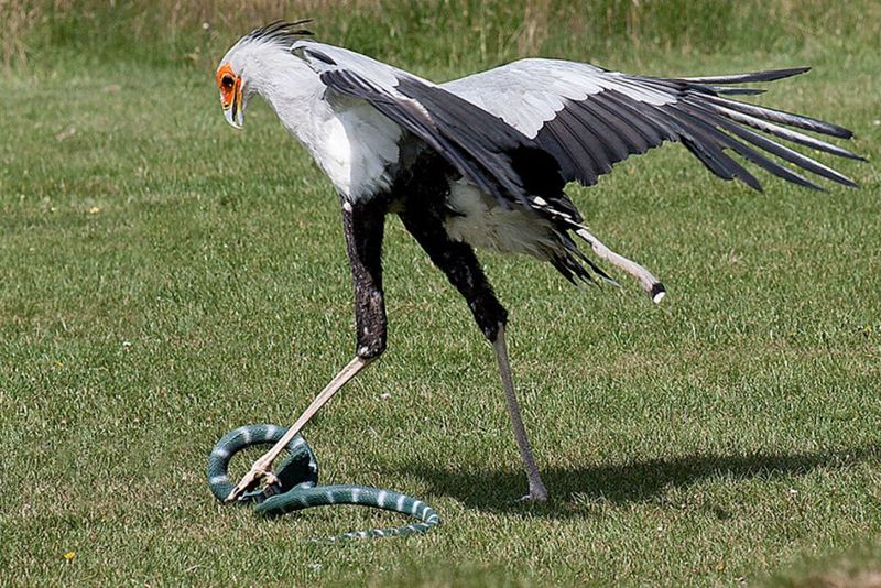 Expert Snake Killer
