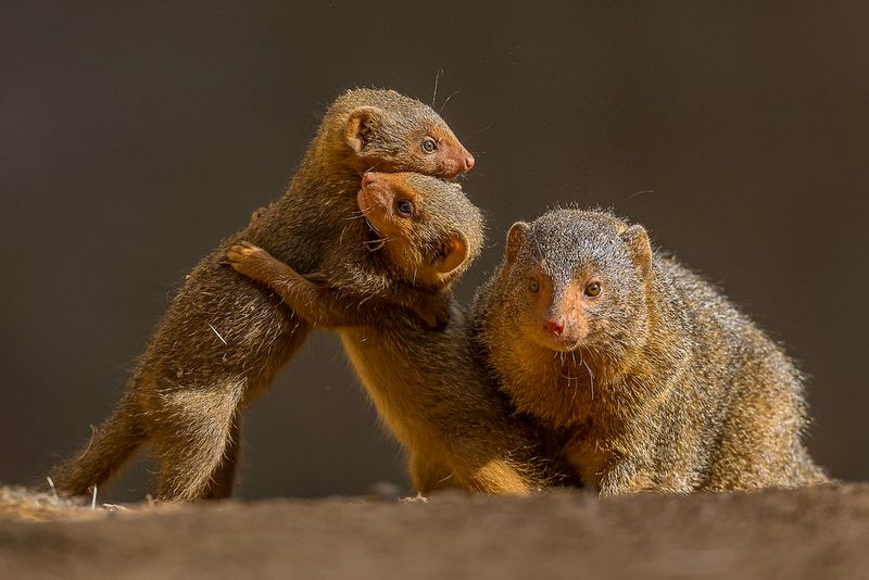 Playful Nature