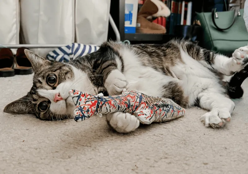 Favorite Toys