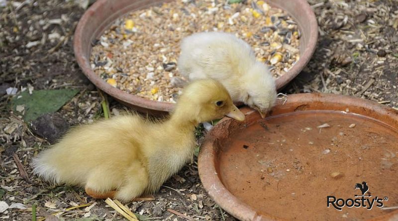 Using adult chicken feed
