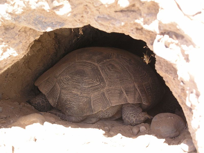 Desert Tortoise