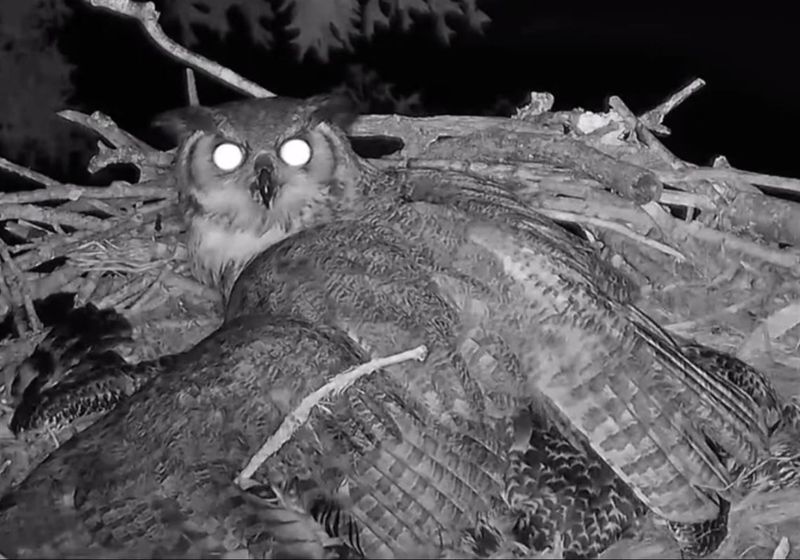 Great Horned Owl