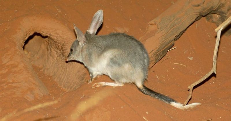 Bilby