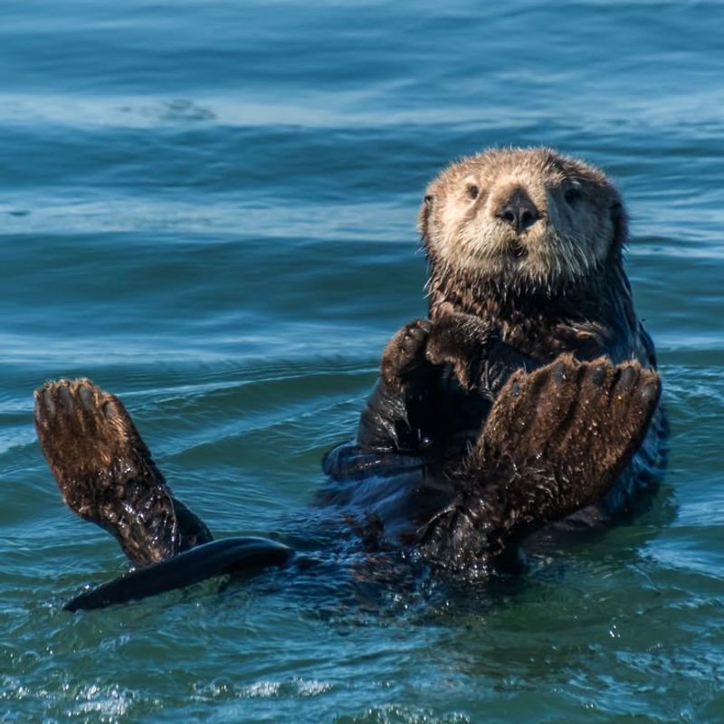 Sea Otter