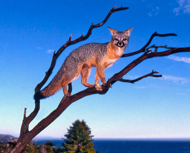 Gray Fox (Urocyon cinereoargenteus)