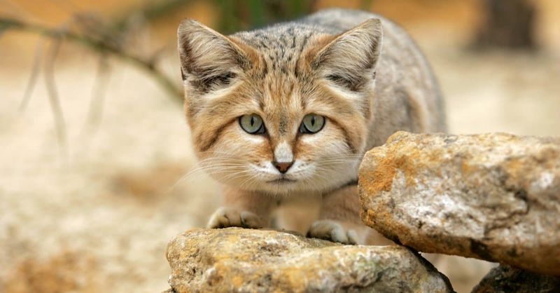Sand Cat