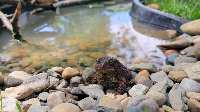 Common Frog