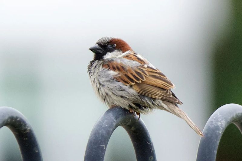 House Sparrow
