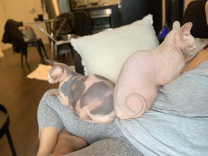 Sphynx Cat