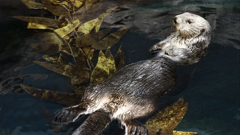Sea Otter