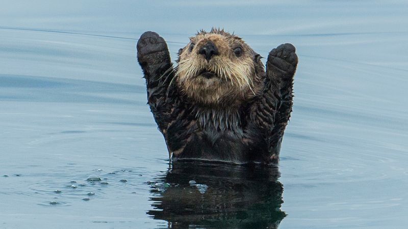 Sea Otter