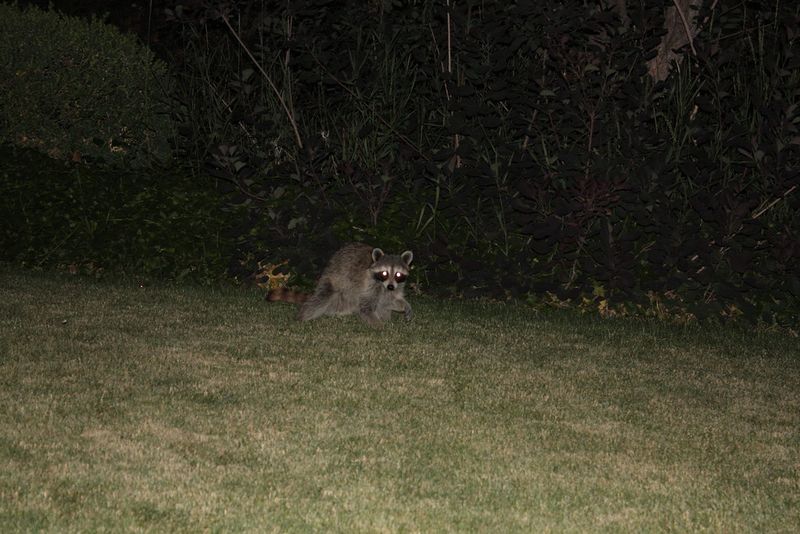 Raccoons