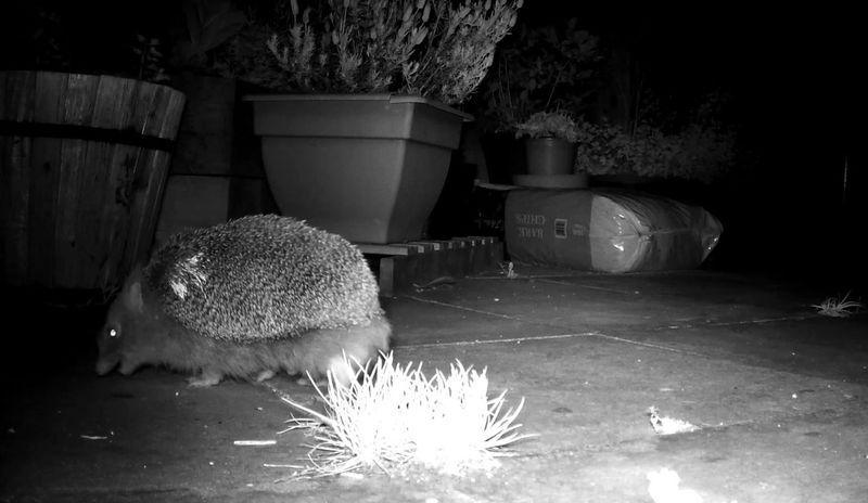 European Hedgehog