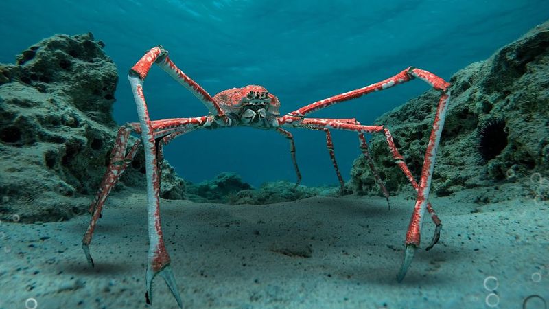 Japanese Giant Spider Crab