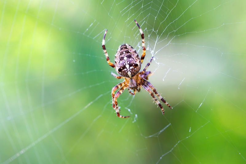 Garden Spider