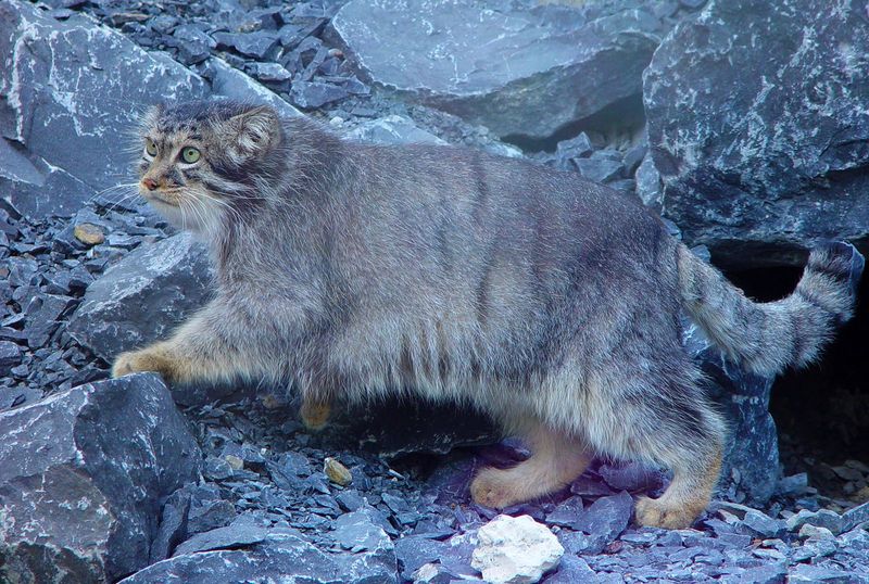 Pallas’s Cat